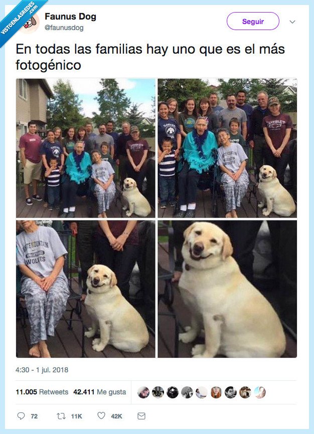 perro,sonrisa,fotogénico
