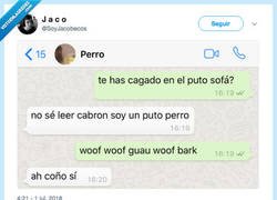 Enlace a Hablar con tu perro en Whatsapp, por @SoyJacobecos