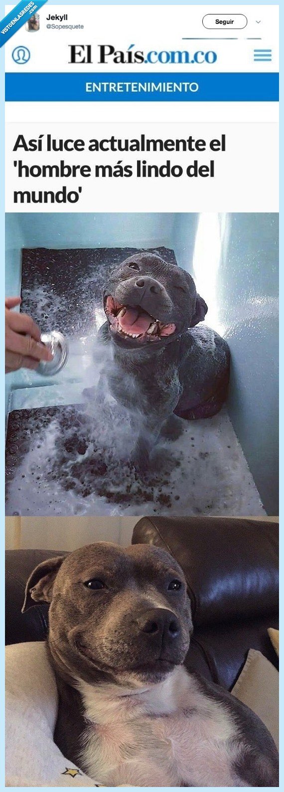 perro,guapo,mundo,es