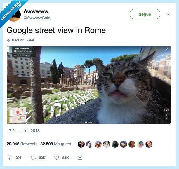 representar,gato,yo misma