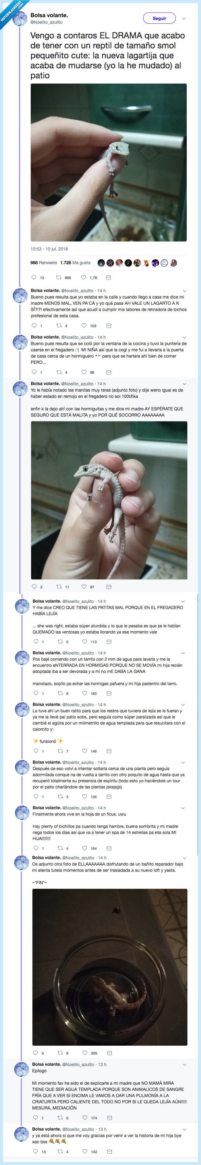 lagartija,pequeña,madre,rlatar