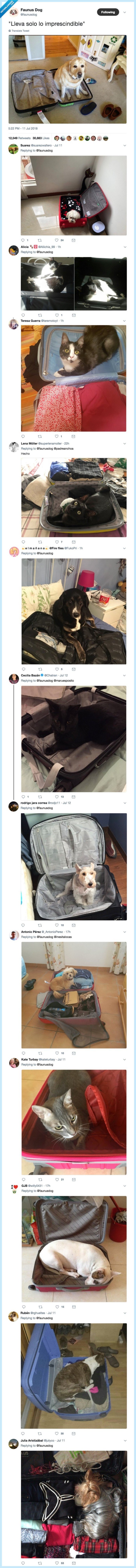 perro,maleta,gato,viaje,no sin mi perro