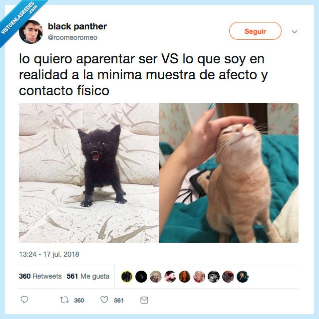 gato,aparentar,ser,realidad,minima