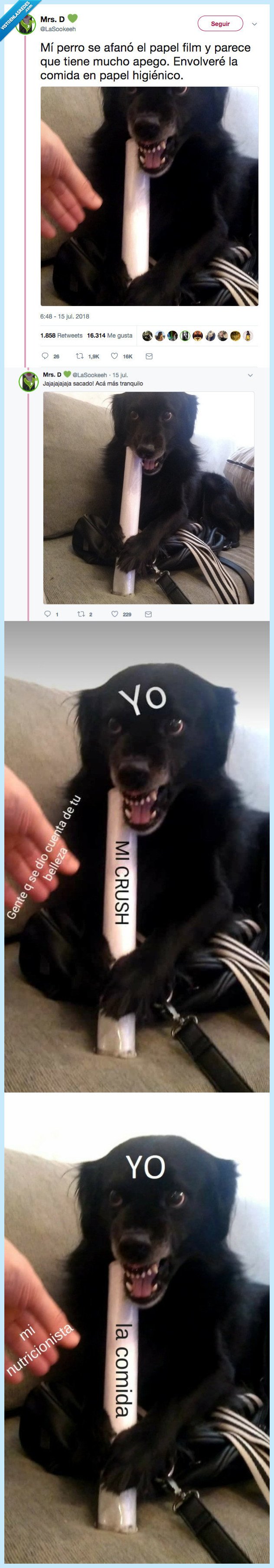 meme,moda,perro