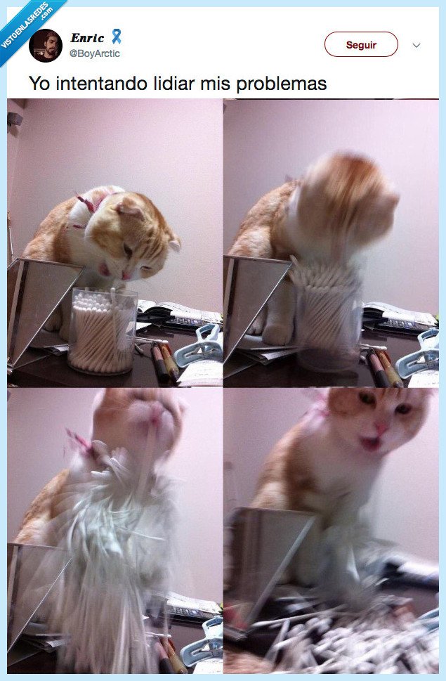 gato,lidiar,problemas,yo soy este gato