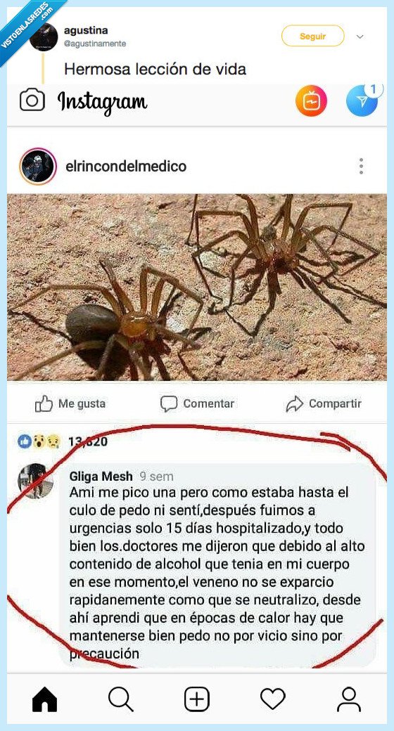 borracho,ventajas,tarantula