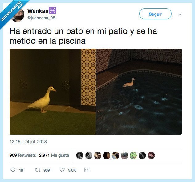 patio,pato,poder entrar