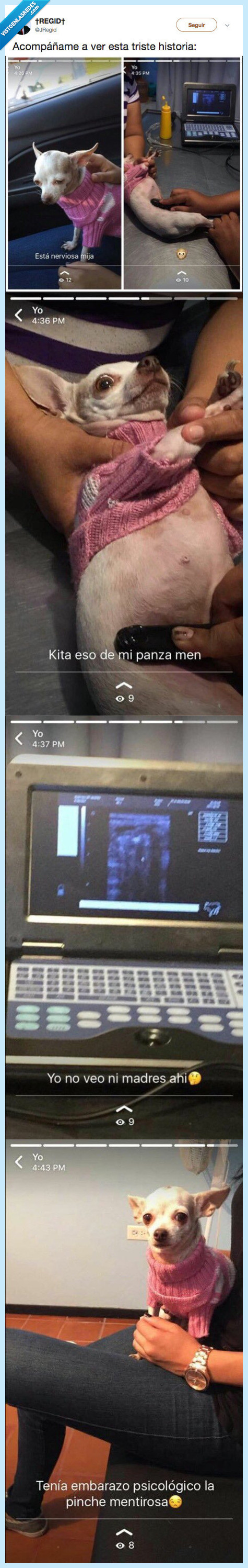 historia,embarazo,chihuahua