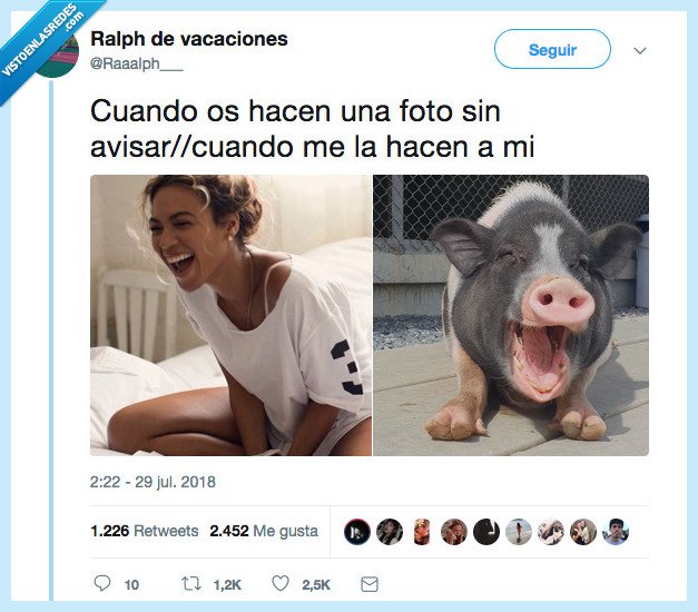 el cerdo es adorable y punto,casual,amor