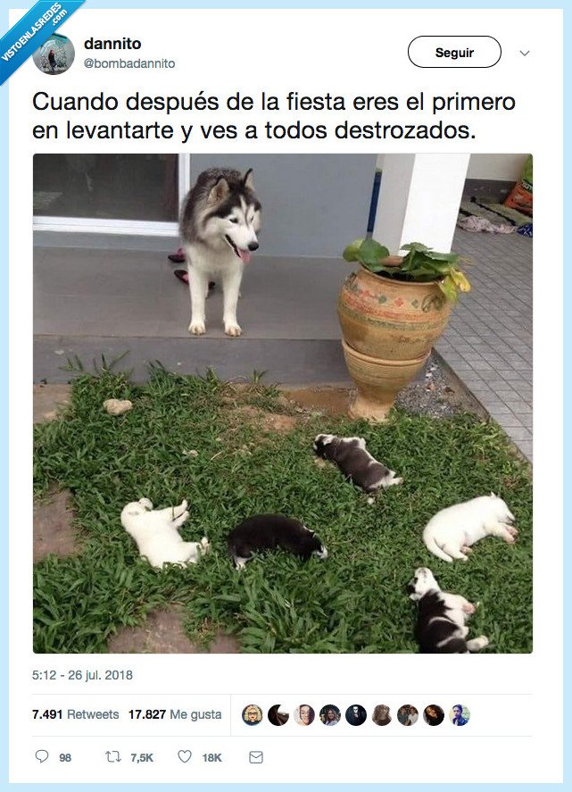 esta foto la subo por los perretes lo confieso,perro,resaca