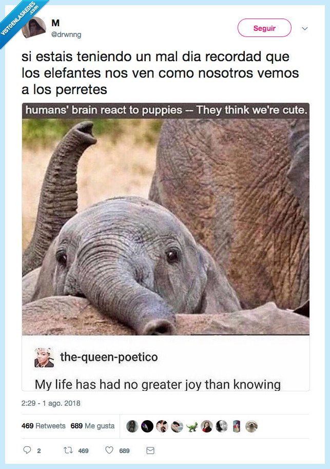 elefante,mono,alguien,mal dia