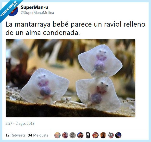mantarraya,bebé,alma,raviol
