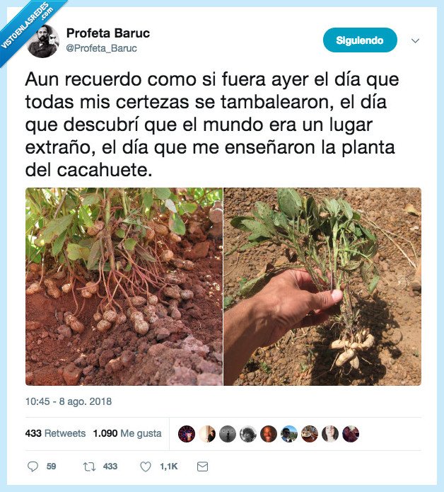 planta,cacahuete,impactar,mucho