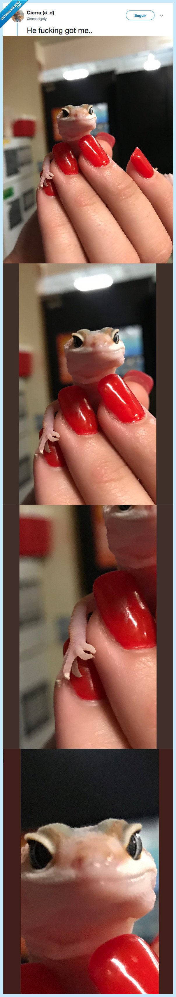 lagartija,malvada,lo es