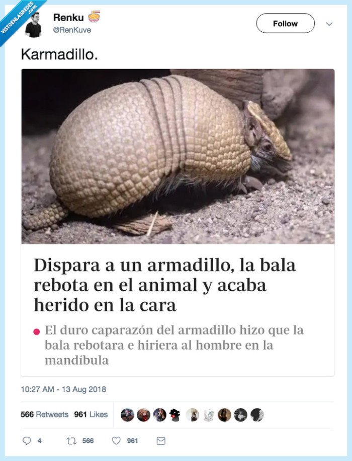 armadillo