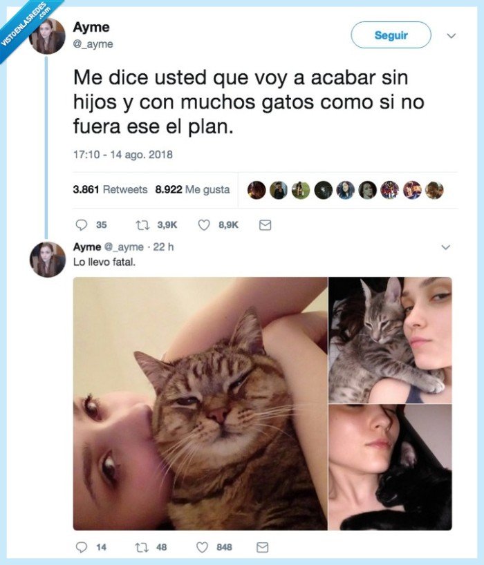 gatos,vistoenlasredes