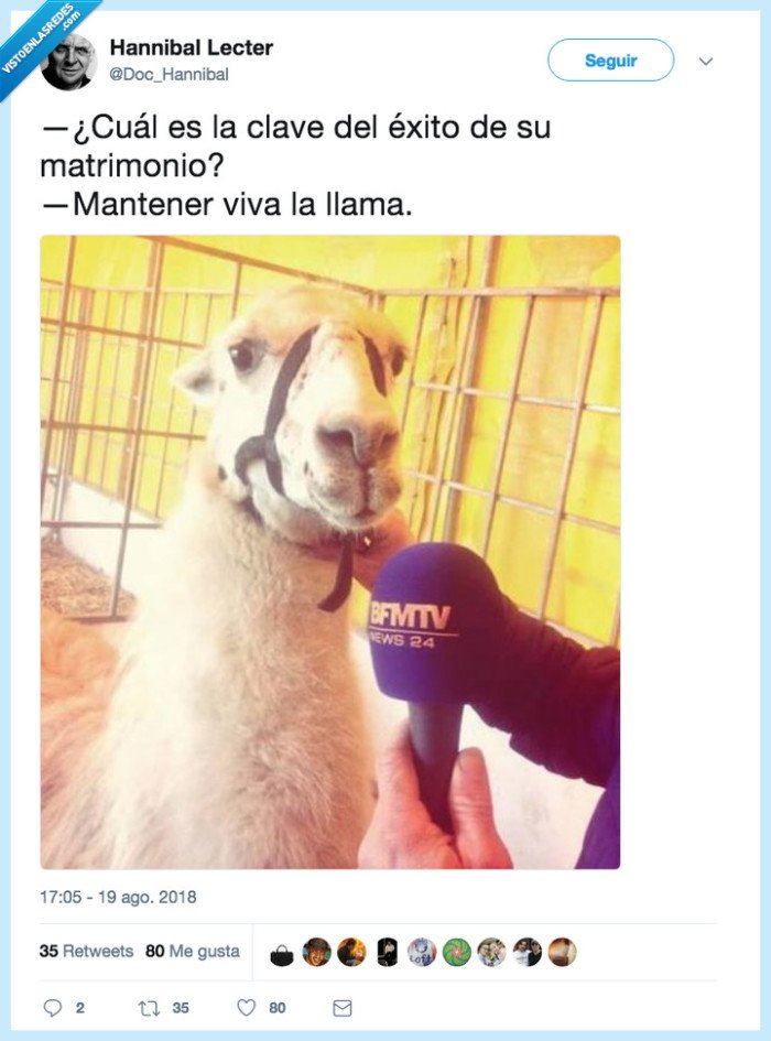 llama,chistesdeanimales,matrimonio