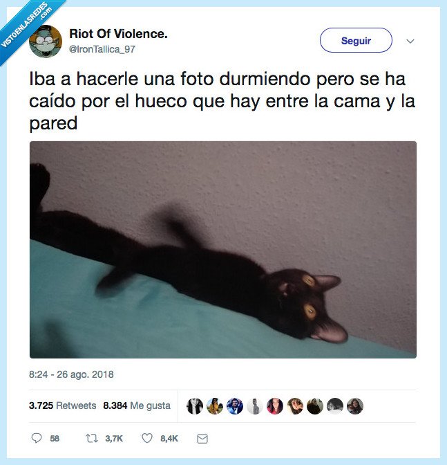 gato,matarse,dormir,caer,hueco