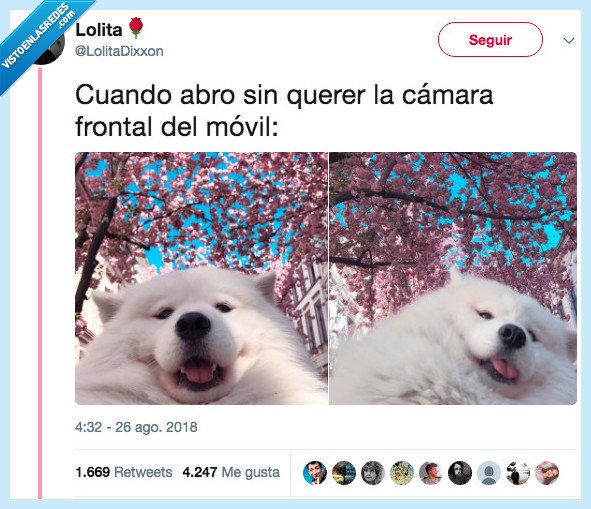 mono,ser,perro,móvil