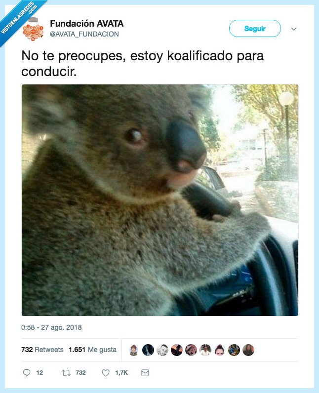 koala,coche,conducción