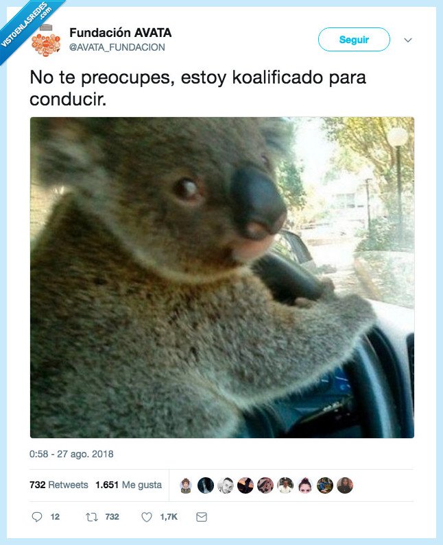 koala,coche,conducci&oacute;n
