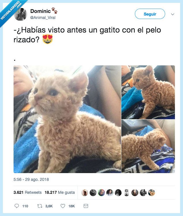 gato,pelo rizado,catniche