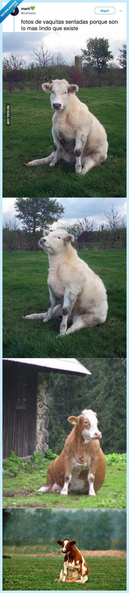 vacas,sentadas,adorable