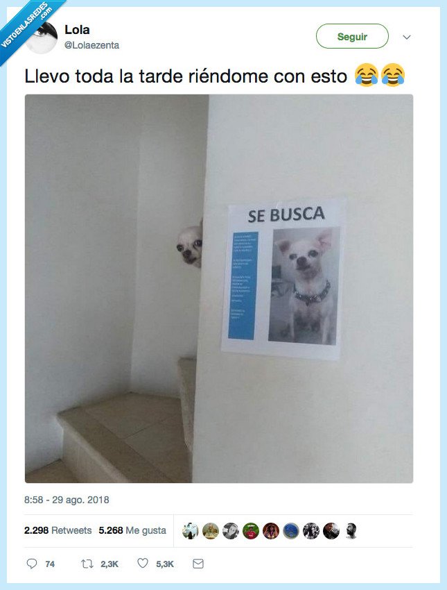 escondite,perro,chihuaua