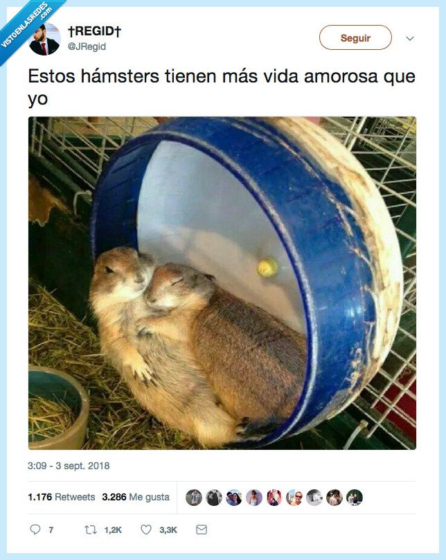 ardillas,hamsters,amor