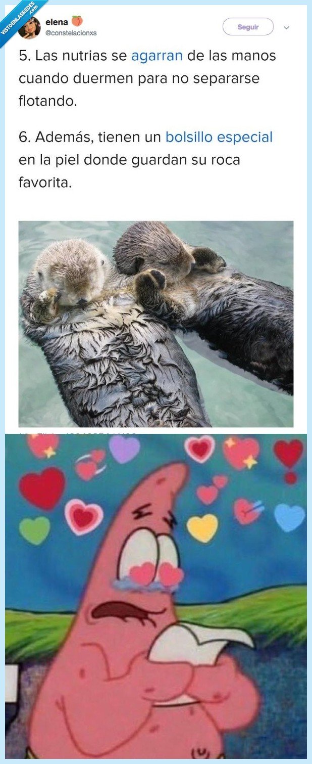 nutrias,amor,matar