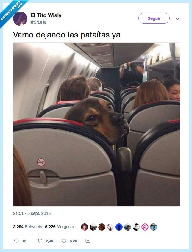perro,patada,cabreo