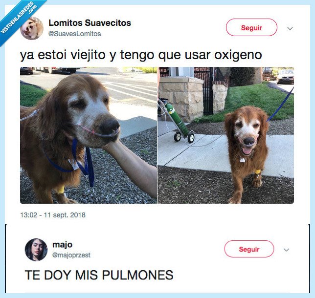 pulmones,perro,familia