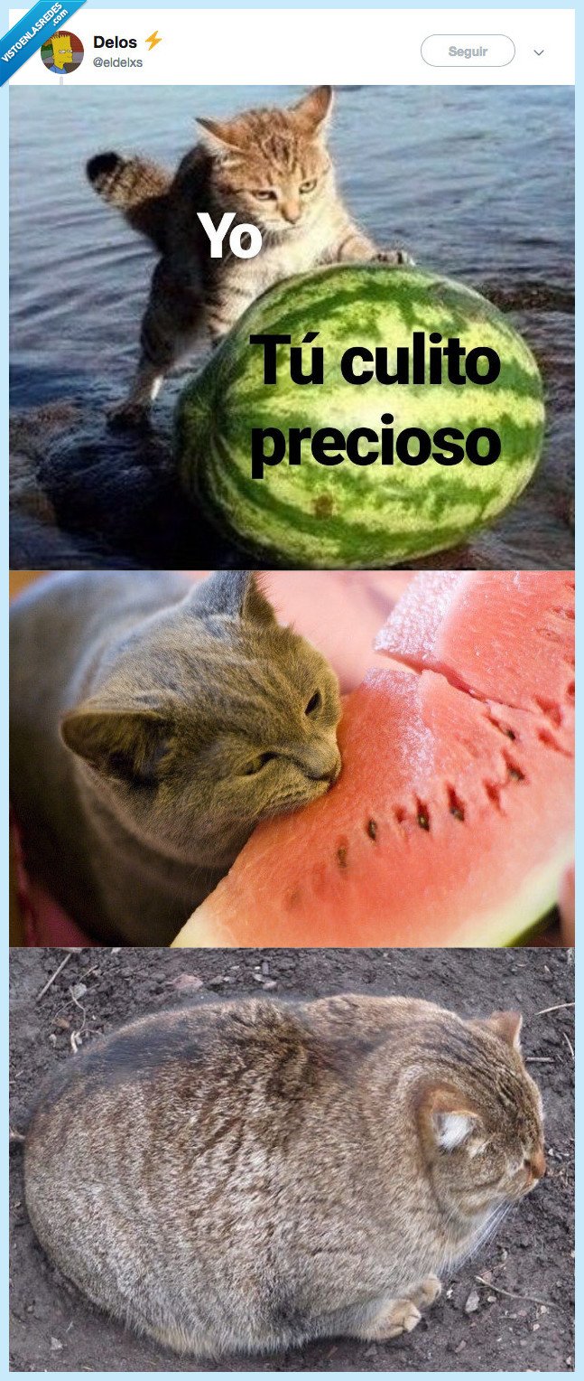 culo,ver,me lo como to,ay dios si es que me pasa lo mismo que a este gato cuando te veo