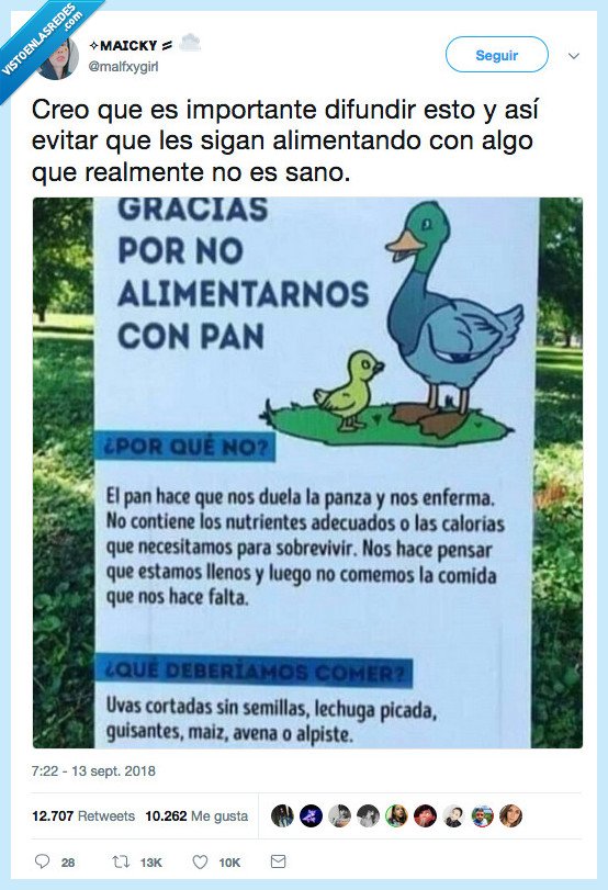 importancia,patitos,alimentar,pan
