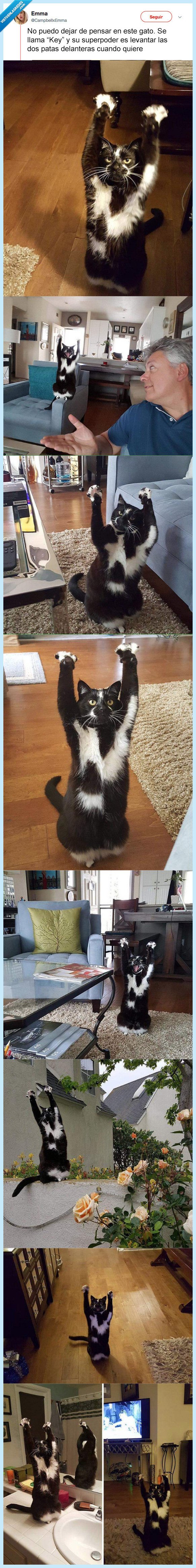 gato,pata,delantera,levantar