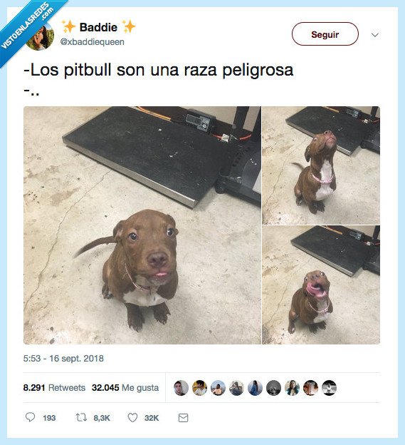 perro,pitbull,raza,peligrosa