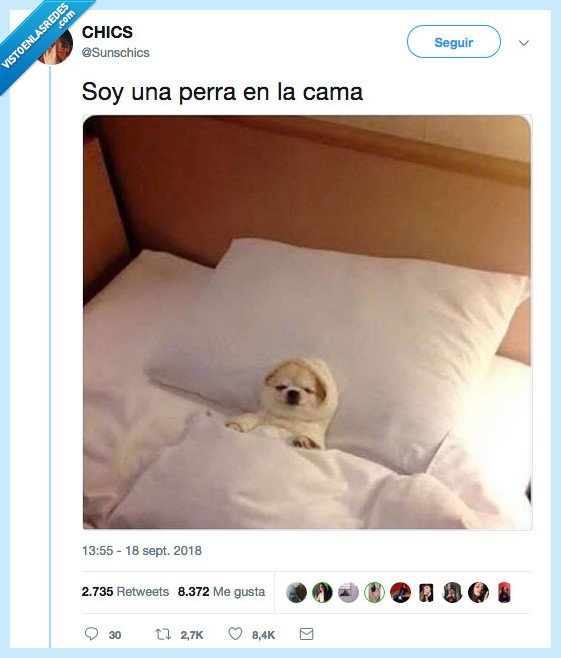 perro,cama,soy,es lo que tengo es lo que soy viceroy,yes i am