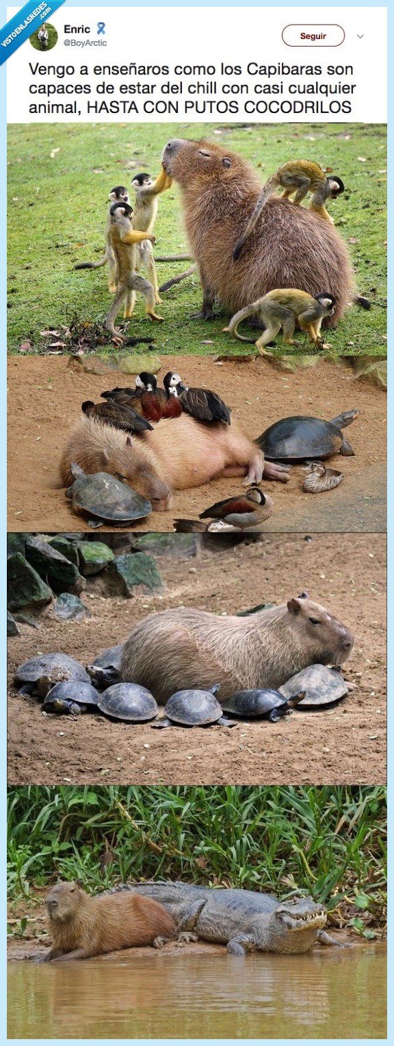 capibara,animal,cocodrilo