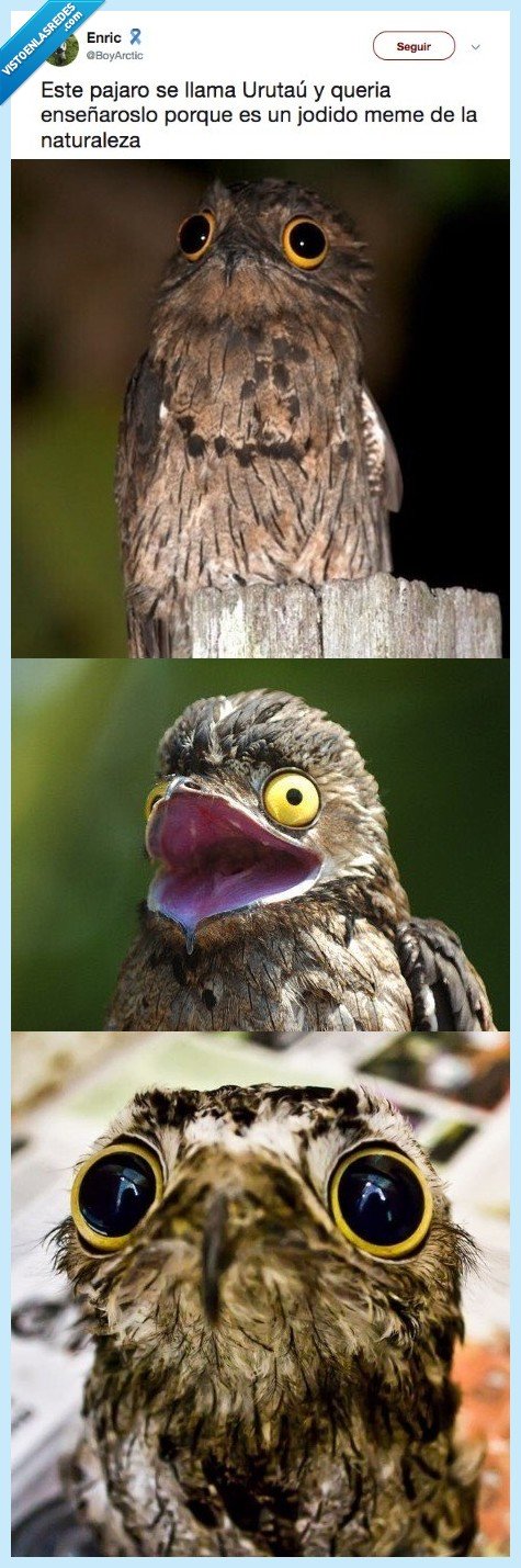 pajaro,urutau,meme,jajaja