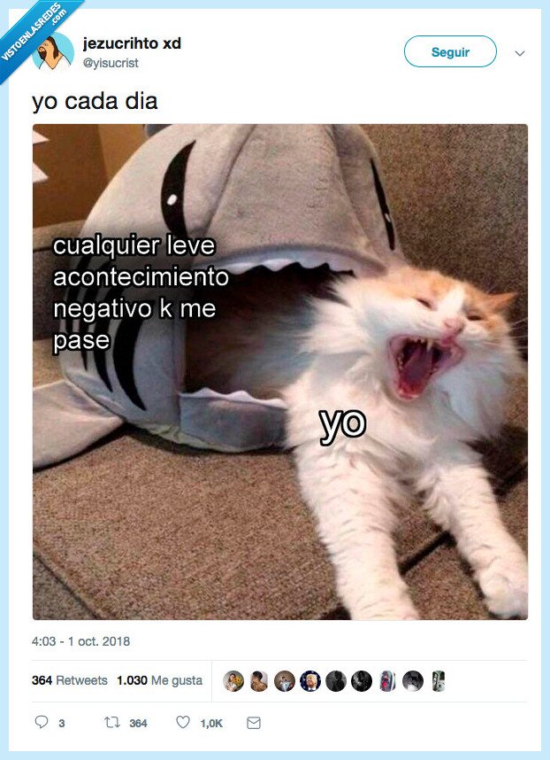 gato,descripción,gráfica,yo y el pulo