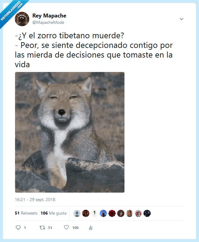 zorro tibetano,twitter,decepcionado,¿muerde?