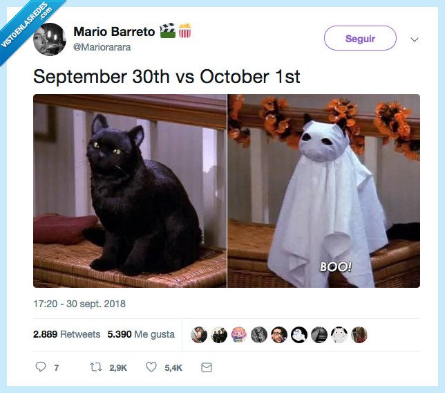 gato,salem,septiembre,octubre