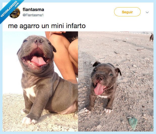 perri,jari,superar,oh dios mio,quiero un PERRO