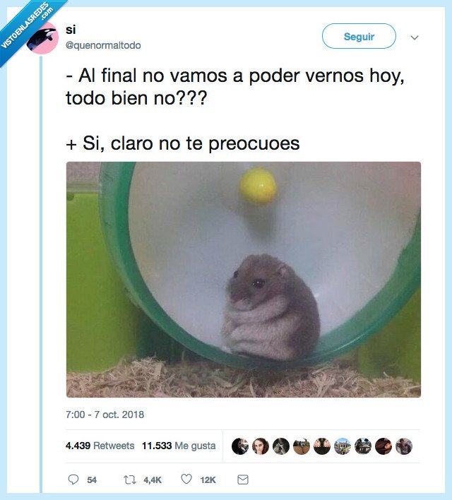 hamster,preocupar,vernos hoy
