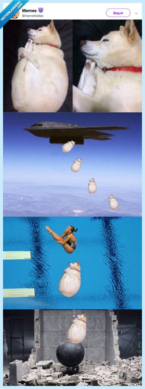 chop,perro,abrazar,perrito