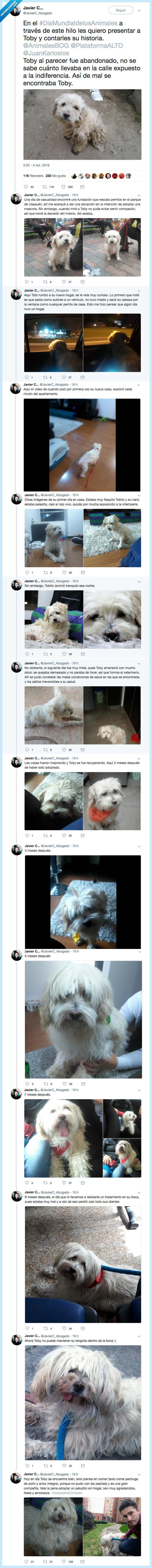 perro,adopta,importante