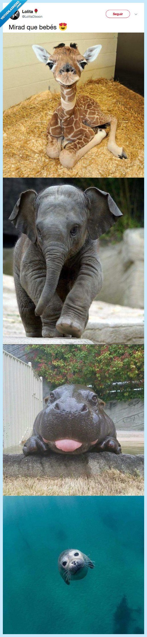 animal,bebe,alegrar tarde