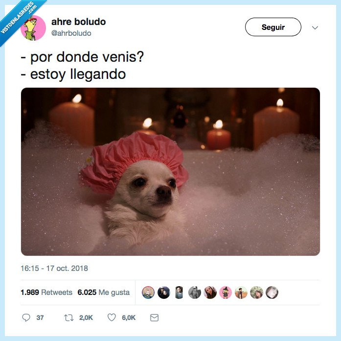 chiuaua,divino,relajao,aqui de chill