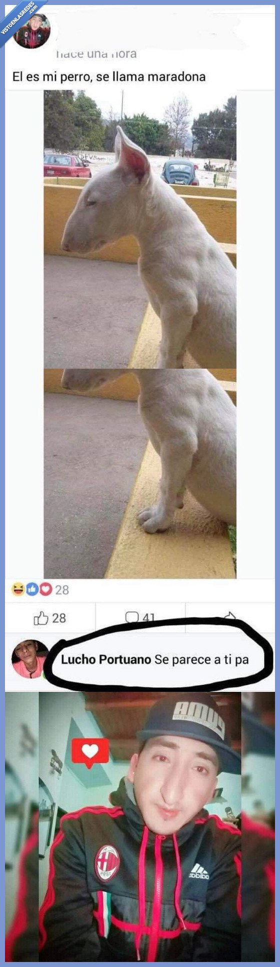 perro,persona,fuuuuuuusion