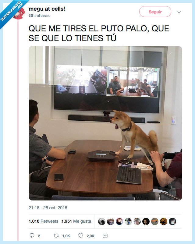 palo,perro,devolver